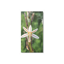 Vårflora Sydafrika Canvastryck