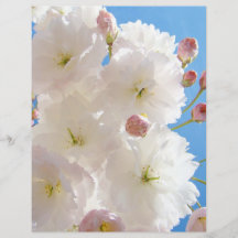 Vårflygare Papper Vit Rosa Fluffig Träd Blomning