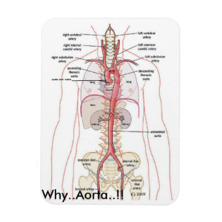 VARFÖR..Aorta!!! Aortisk anatomi Magnet