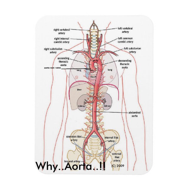 VARFÖR..Aorta!!! Aortisk anatomi Magnet (Vertikal)