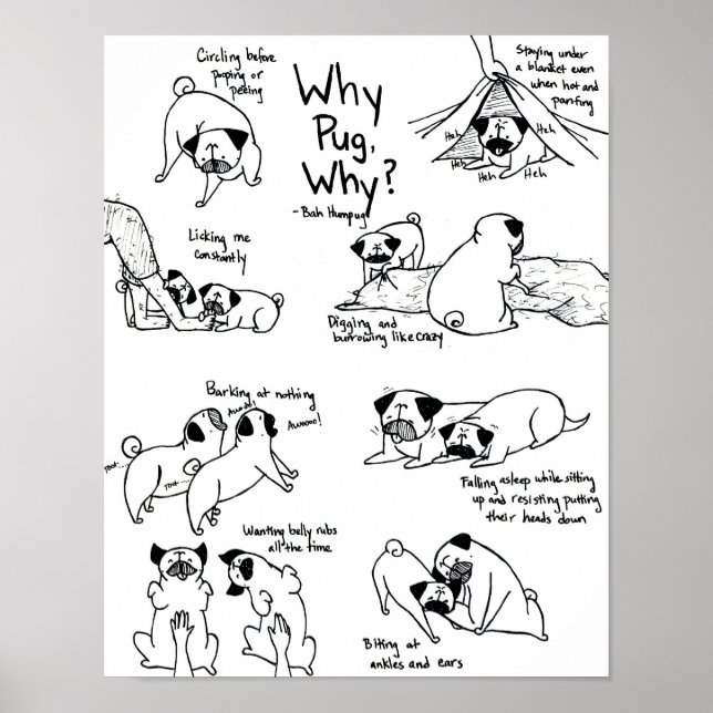 Varför Pug? Poster (Framsidan)