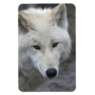 Varg 001 magnet