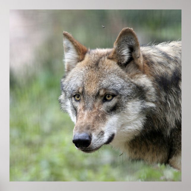 Varg 001 poster (Framsidan)