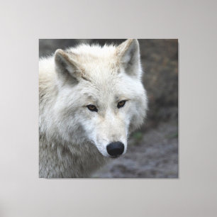 Varg_015 Canvastryck