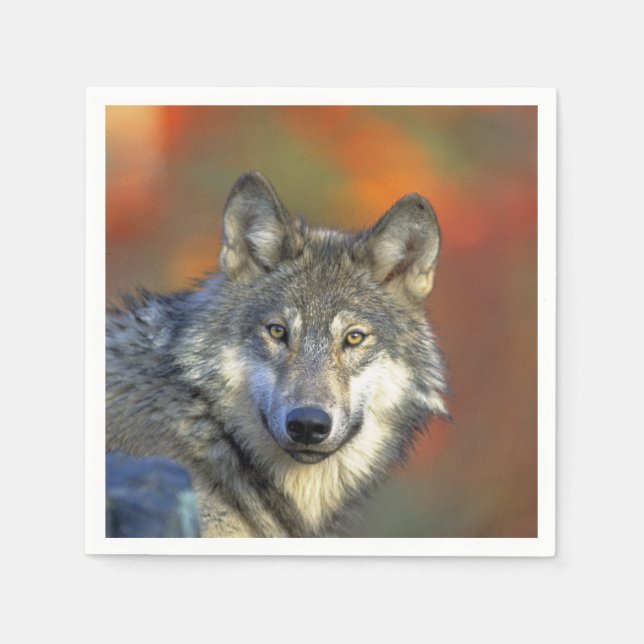 Varg_2015_0301 Pappersservett (Framsidan)