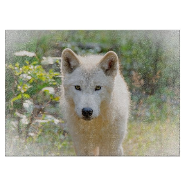 Varg Animal Art, Canadian Wildlife (Framsidan)