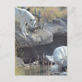 Varg Animals Peace Kärlek Nature Park Vargars Dest Vykort