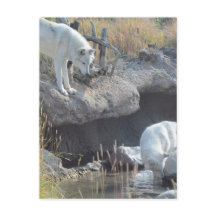 Varg Animals Peace Kärlek Nature Park Vargars Dest