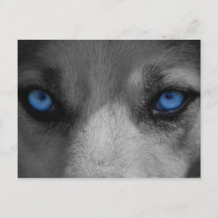 Varg Blue Ögon Gothic Fantasy Vykort