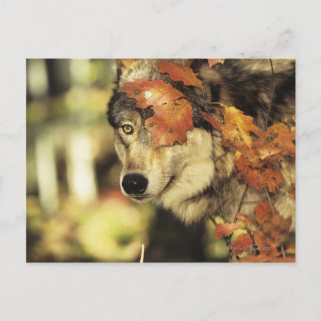 Varg (Canis lupus), huvudskott, hösten färg, Vykort (Framsida)