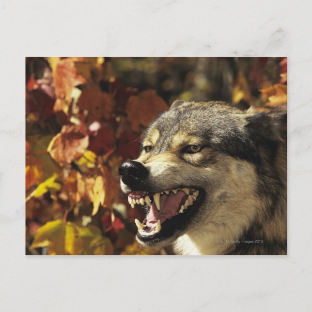 Varg (Canis lupus), huvudskott, med Vykort (Framsida)