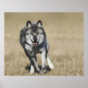 Varg (Canis Lupus) på väg mot kamera Poster