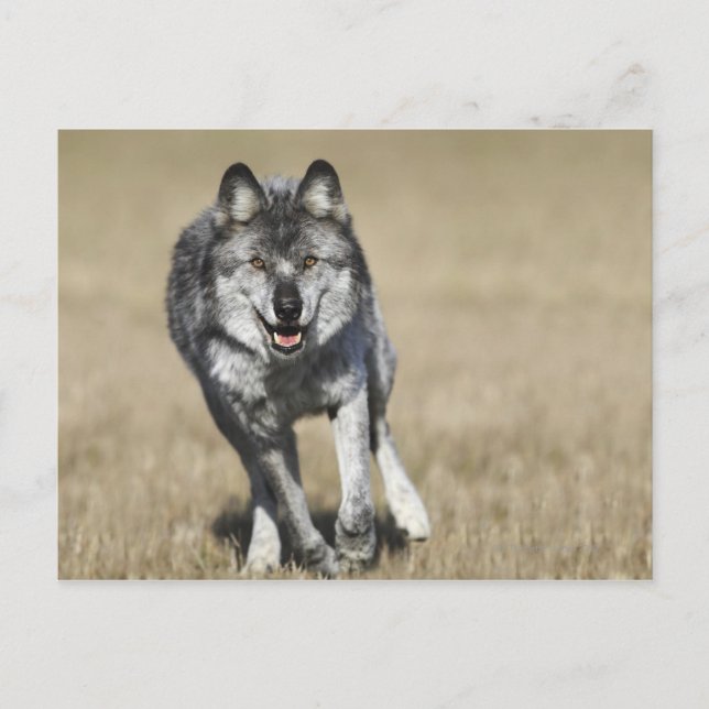 Varg (Canis Lupus) på väg mot kamera Vykort (Framsida)