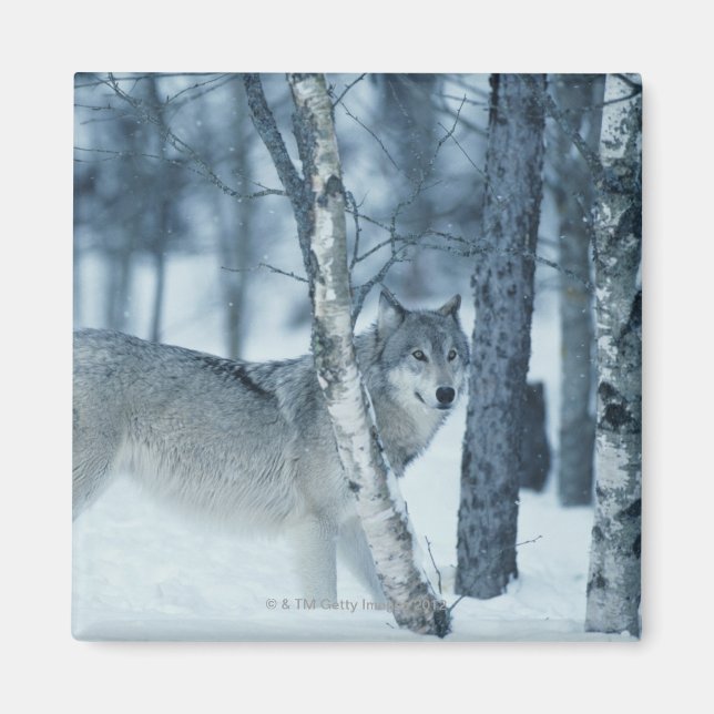 Varg (Canis lupus) under vintern Magnet (Framsidan)
