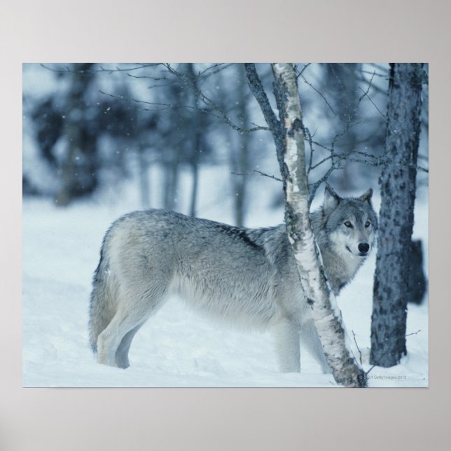 Varg (Canis lupus) under vintern Poster (Framsidan)