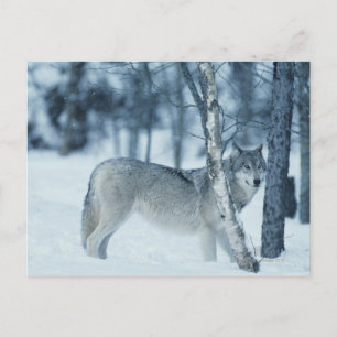 Varg (Canis lupus) under vintern Vykort