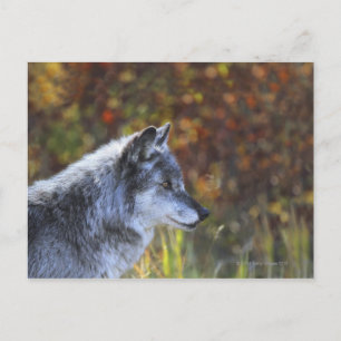 Varg (Canis Lupus) Vykort