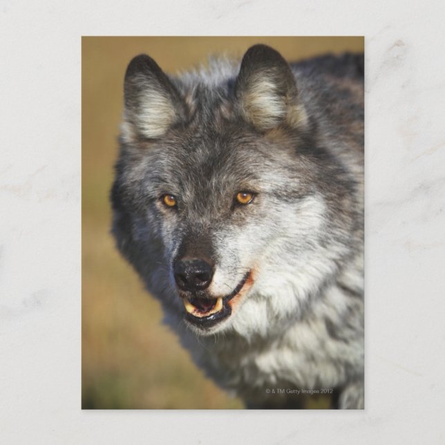 Varg (Canis Lupus) Vykort (Framsida)