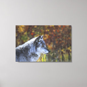 Varg (CanisLupus) 2 Canvastryck