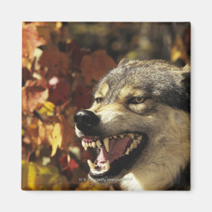Varg (Canislupus) som morrar, headshot, med Magnet