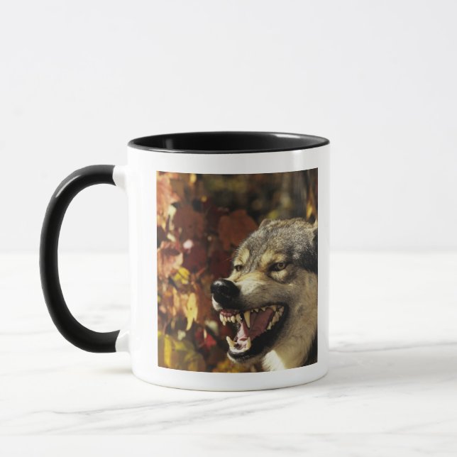 Varg (Canislupus) som morrar, headshot, med Mugg (Vänster)
