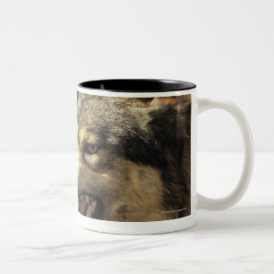 Varg (Canislupus) som morrar, headshot, med Två-Tonad Mugg