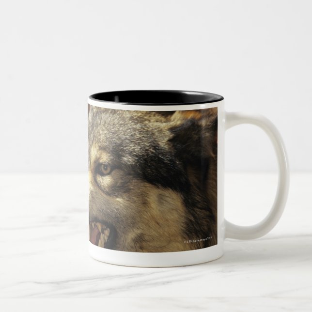 Varg (Canislupus) som morrar, headshot, med Två-Tonad Mugg (Höger)