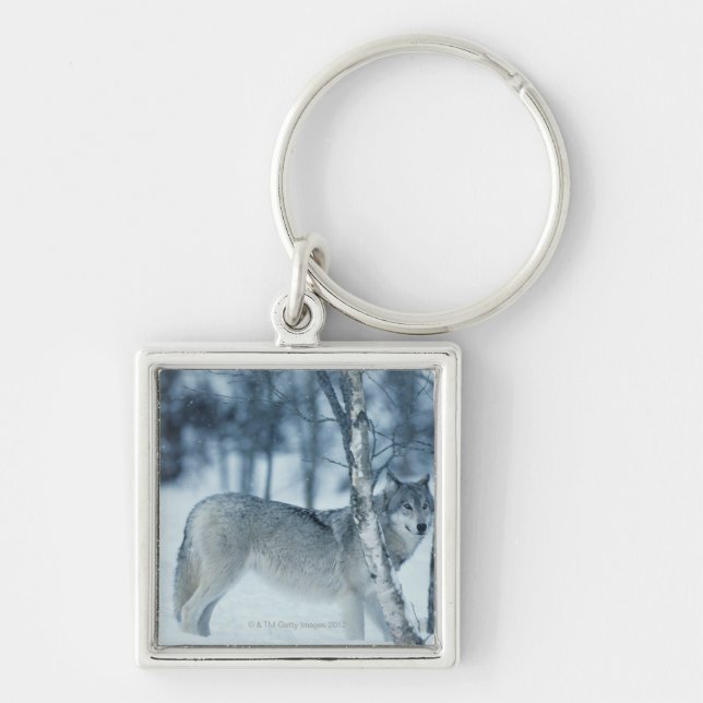 Varg (Canislupus) under vinter Fyrkantig Silverfärgad Nyckelring (Framsidan)