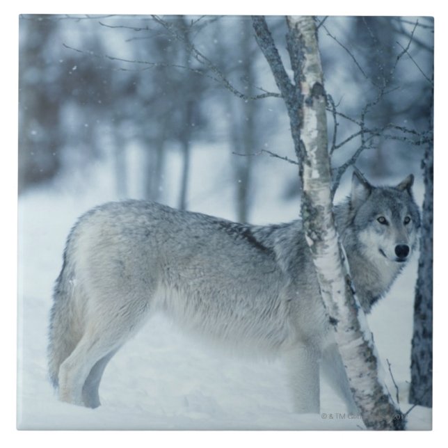 Varg (Canislupus) under vinter Kakelplatta (Framsidan)