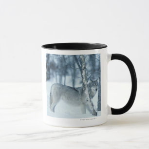 Varg (Canislupus) under vinter Mugg