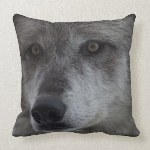 Varg (Canus lupus) från den Yellowstone medborgar Kudde
