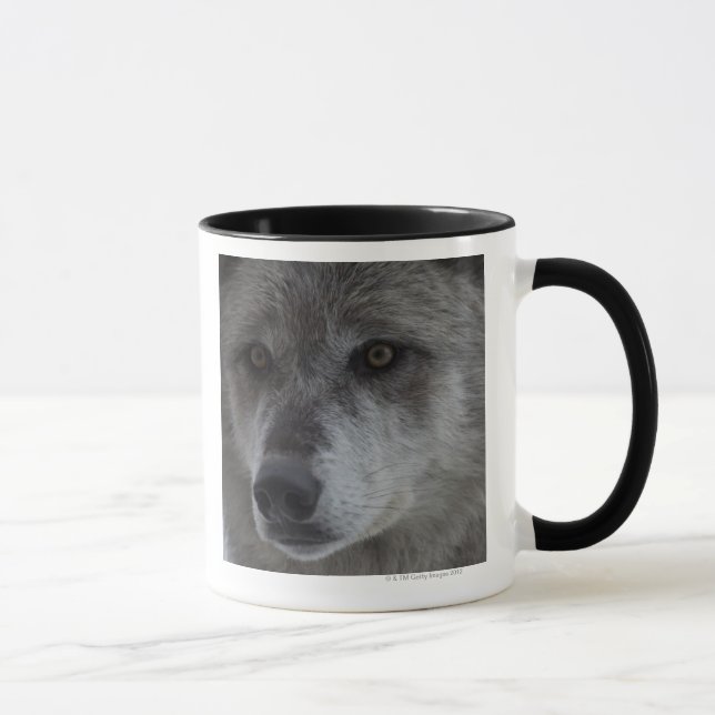 Varg (Canus lupus) från den Yellowstone medborgare Mugg (Höger)