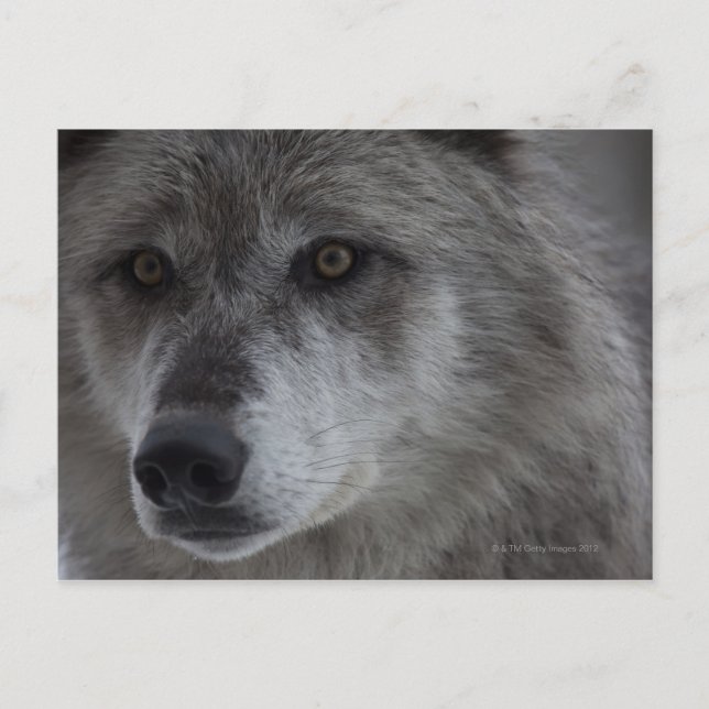 Varg (Canus lupus) från Yellowstone National Vykort (Framsida)
