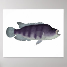 Varg Cichlid Poster