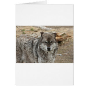 varg djur ansikte ögon hunddjur skog zoo park hälsningskort