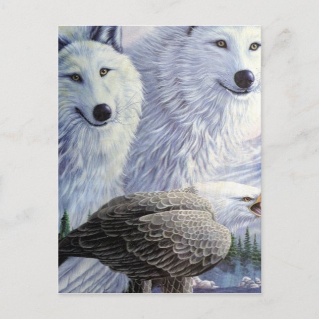Varg Eagle Animals Natur Park Office Business Art Vykort (Framsida)