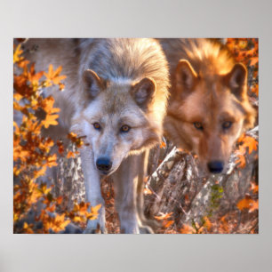 Varg FAMILY AUTUMN Poster