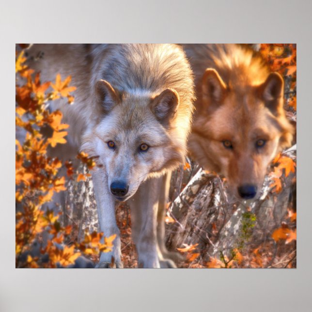 Varg FAMILY AUTUMN Poster (Framsidan)