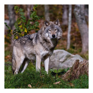 Varg för östra timmer fototryck