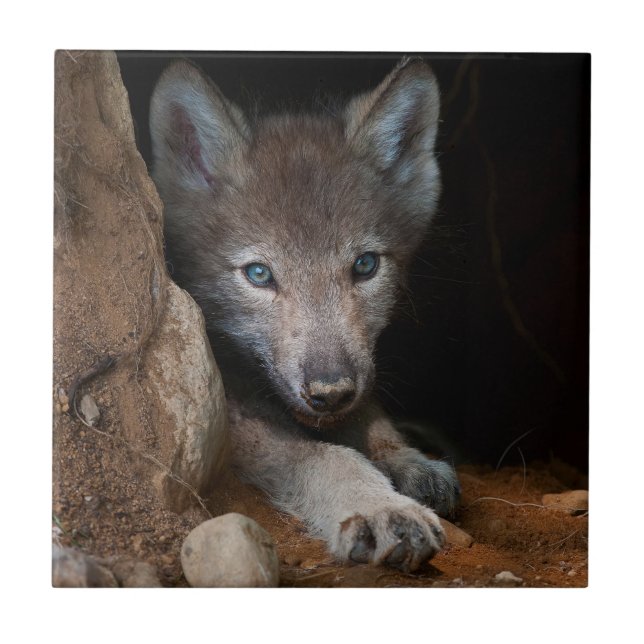 Varg för östra timmer kakelplatta (Framsidan)