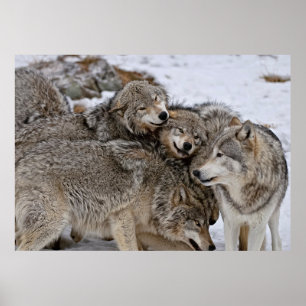 Varg för östra timmer poster
