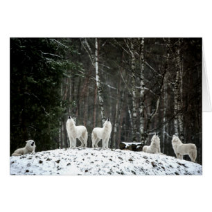 Varg för Polar av vildmark Hälsningskort