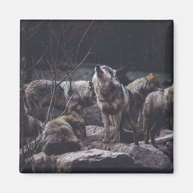 Varg för Varg av varg Magnet (Framsidan)