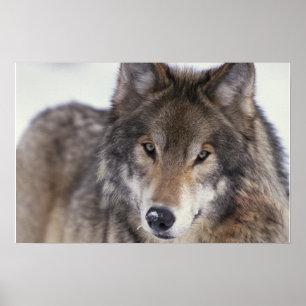 Varg Gaze-Poster Poster