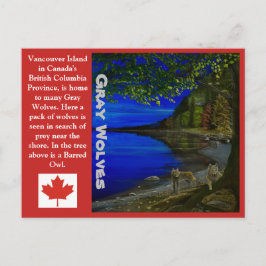 Varg! Grå vargar och sparvuggla. Vykort