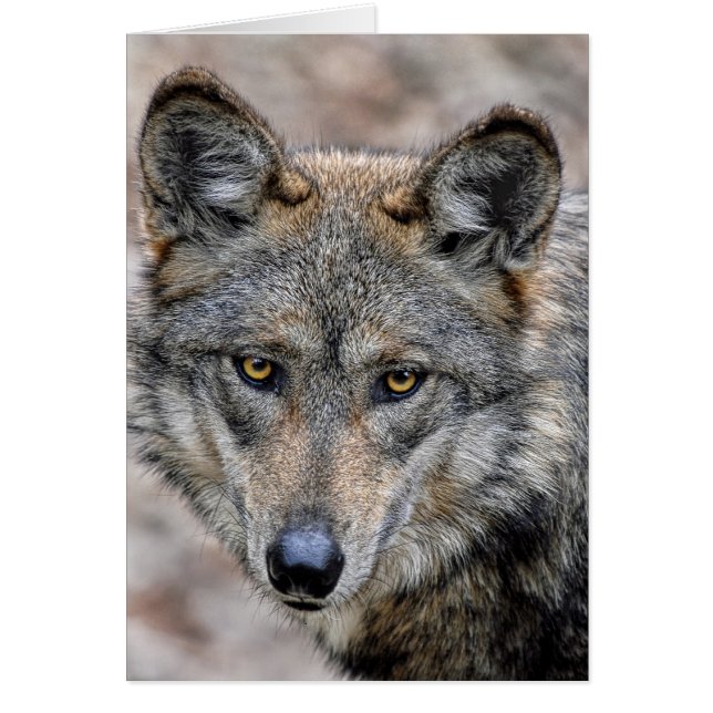 Varg Hälsningskort (Framsidan)