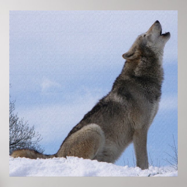 Varg Howl Poster (Framsidan)
