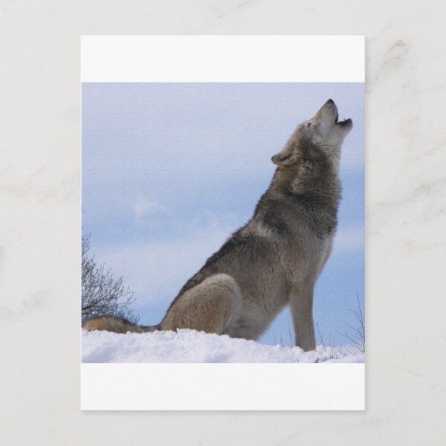 Varg Howl Vykort (Framsida)