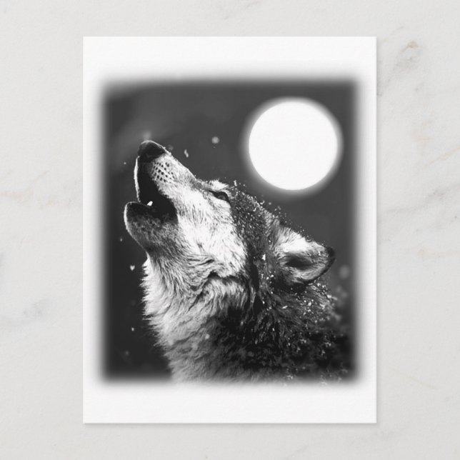 Varg Howling i Måne Vykort (Framsida)