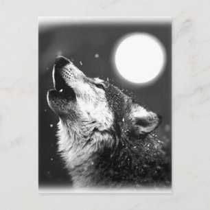 Varg Howling i Måne Vykort